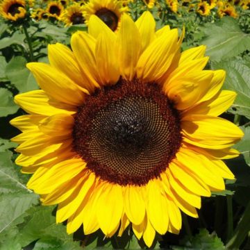 Sonnenblume Pro-Cut F1 Brilliance (Samen) - Helianthus annuus