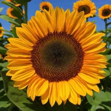 Sonnenblume Pro-Cut F1 Orange Excel (Samen) - Helianthus annuus
