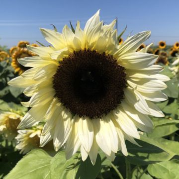 Sonnenblume Pro-Cut F1 White Nite (Samen) - Helianthus annuus