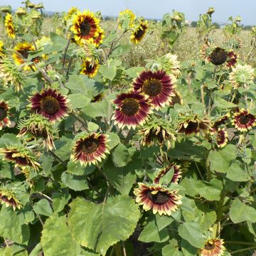 Sonnenblume Florenza (Samen) - Helianthus annuus