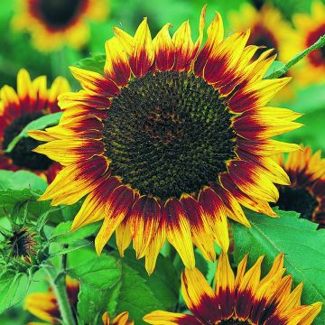 Sonnenblume Floristan (Samen) - Helianthus annuus