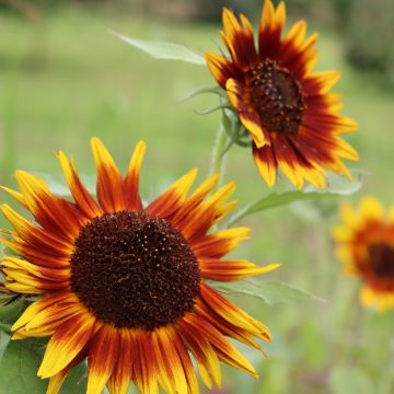 Sonnenblume Paquito Colorado (samen) - Helianthus annuus