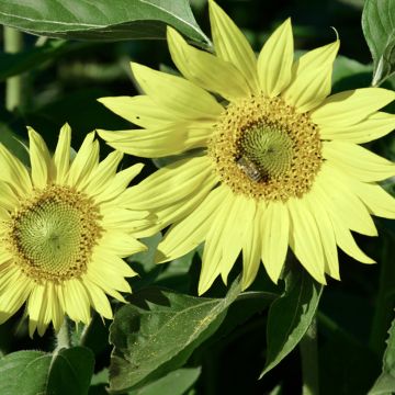 Sonnenblume Paquito Limon (Samen) - Helianthus annuus