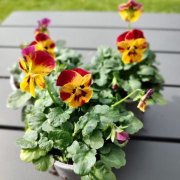 Horn-Veilchen Laeta Fire (Samen)