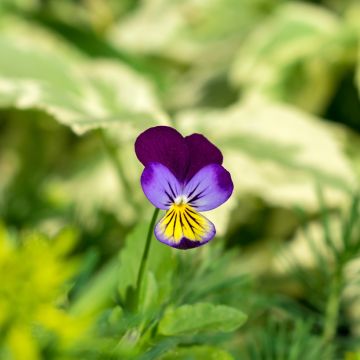 Viola tricolor (Samen) - Gewöhnliches Stiefmütterchen