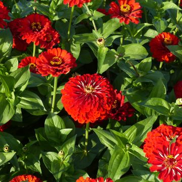 Garten-Zinnie Scarlet Flame (Samen)