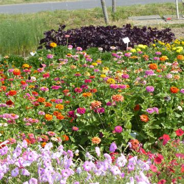 Garten-Zinnie Pépito Extra Mix (Samen)