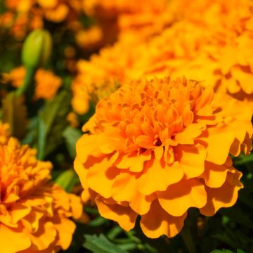 Niedrige Studentenblume Petite orange - Tagetes