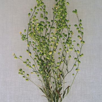 Garten-Kresse Attraxa - Lepidium sativum