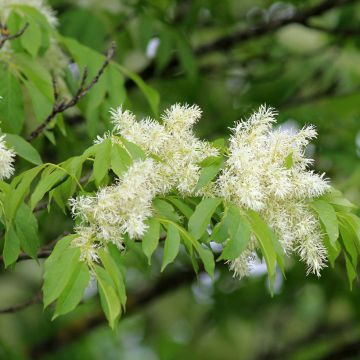 Manna-Esche (Samen) - Fraxinus ornus