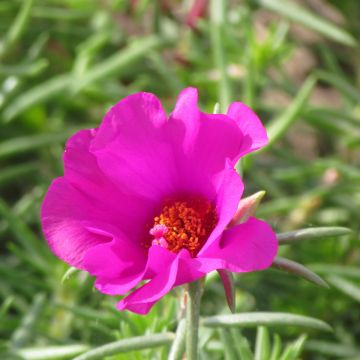Portulakröschen Single Ruby (Samen) - Portulaca