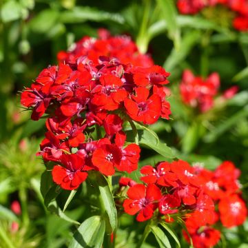 Dianthus barbatus Etournelle Scarlet (Samen) - Bartnelke