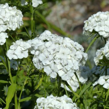 Dianthus barbatus Etournelle White (Samen) - Bartnelke