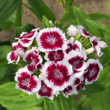 Dianthus barbatus Etournelle White with eye (Samen) - Bartnelke