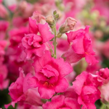 Löwenmäulchen Sweet Duet Rose Shades (Samen) - Antirrhinum majus