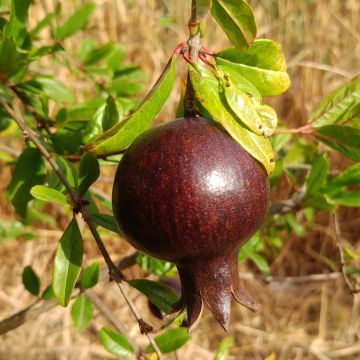 Grenadier à fruits - Punica granatum Asmar
