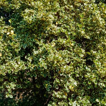 Griseline Green Jewel - Griselinia littoralis