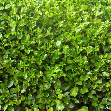 Griseline - Griselinia lucida