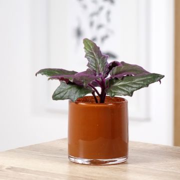 Gynura aurantiaca - Samtpflanze