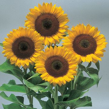 Gemeine Sonnenblume Sunrich Orange F1 - Helianthus