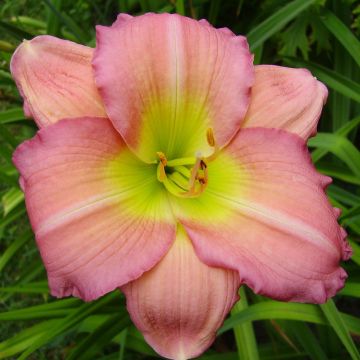 Hemerocallis Ben Norvell - Taglilie