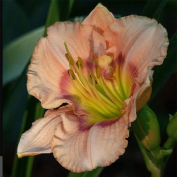 Hemerocallis Bette Davis Eyes - Taglilie