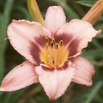 Hemerocallis Bishop Crest - Taglilie
