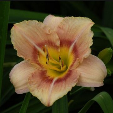 Hemerocallis Buffy s Doll - Taglilie