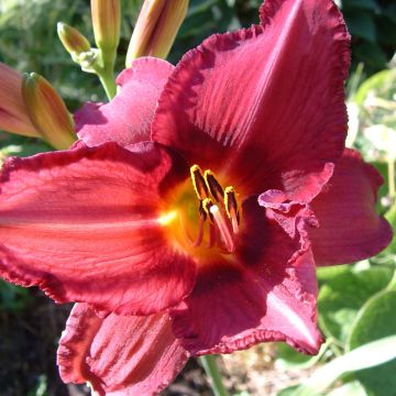 Hemerocallis Bysantine Emperor - Taglilie
