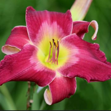 Hemerocallis Cameroons - Taglilie