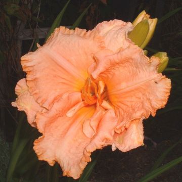 Hemerocallis Elisabeth Salter - Taglilie