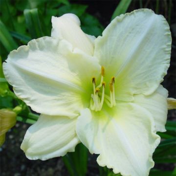 Hemerocallis Lime Frost - Taglilie