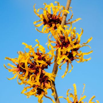 Zaubernuss Orange Beauty - Hamamelis intermedia