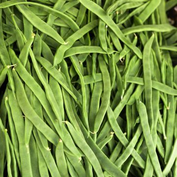 Haricot à rames mangetout Princess type Perle - Coco plat