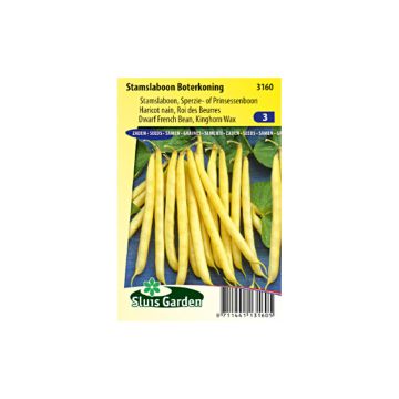 Haricot nain mangetout beurre Roi des Beurres - Phaseolus vulgaris -