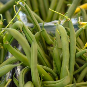 Zwergbohne Bravo - Vilmorin