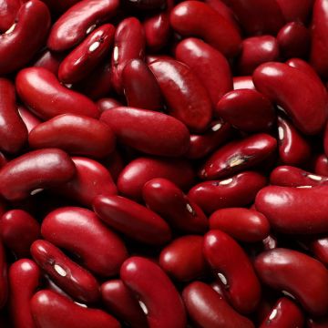 Zwergbohne Canadian Wonder