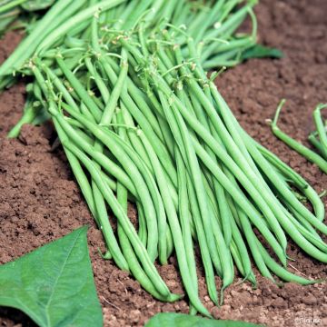 Haricot nain mangetout Argus