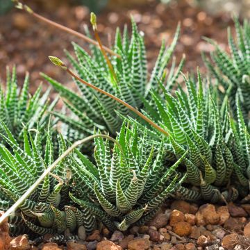 Haworthia Big Band