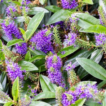 Hebe franciscana Blue Gem - Véronique arbustive