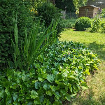 Hedera algeriensis Algerian Bellecour - Algerischer Efeu