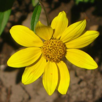 Helianthella quinquernervis - Fünfnervige Zwergsonnenblume