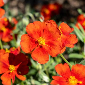 Helianthemum Tomato Red - Hélianthème