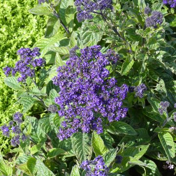 Heliotropium arborescens Pérou Marine (Samen) - Vanilleblume