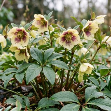 Helleborus orientalis ViV Serafina