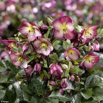 Helleborus orientalis HGC Ice N' Roses Marbled Mary Marble