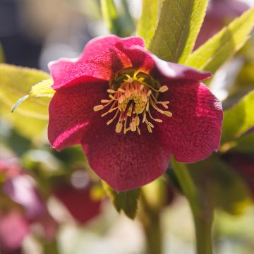 Helleborus orientalis Red Hybrids