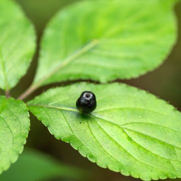 Helwingia japonica (Weiblich) - Japanischer Helwingie