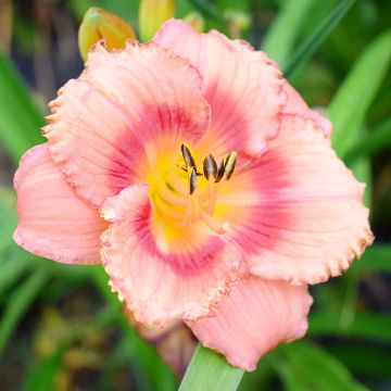Hemerocallis Broadway Dreamer - Taglilie