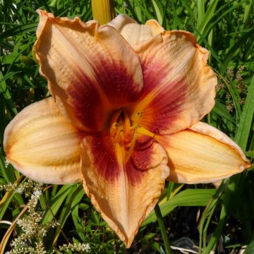 Hemerocallis Constance Eye - Taglilie